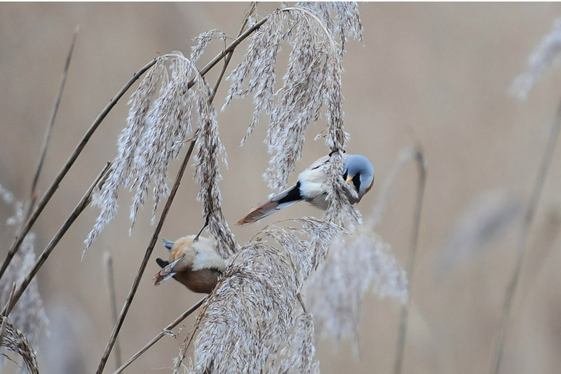 Bearded Tit by Romano da Costa