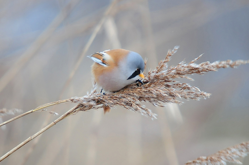 Bearded Tit by Romano da Costa