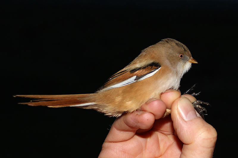 Bearded Tit by Mick Dryden