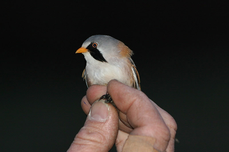 Bearded Tit by Cristina Sellares