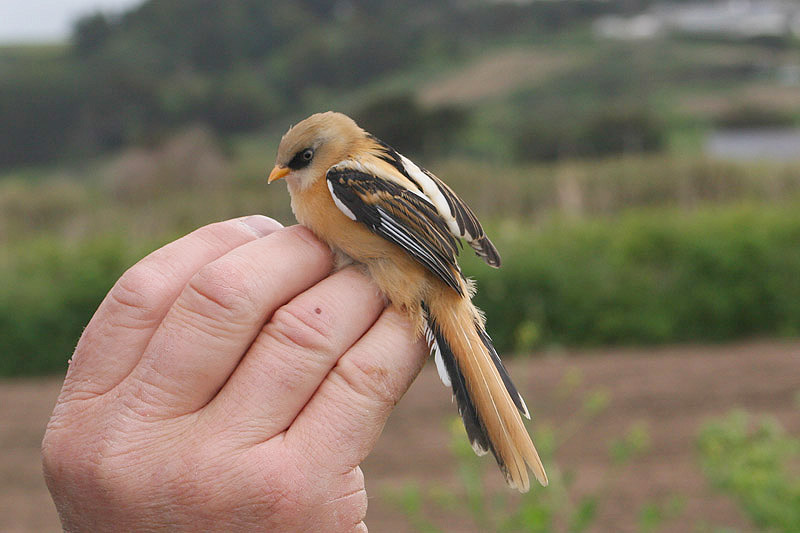 Bearded Tit by Cristina Sellares