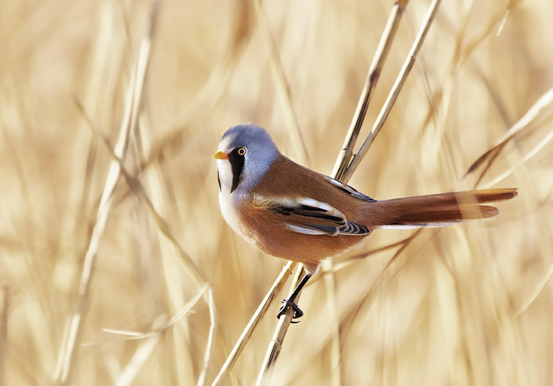 Bearded Tit by Kris Bell