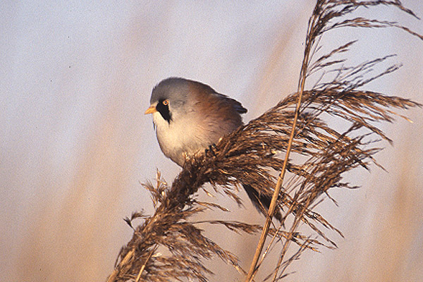 Bearded Tit by Mick Dryden