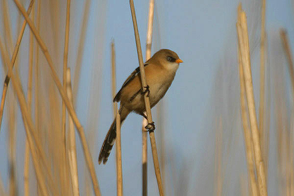 Bearded Tit by Mick Dryden