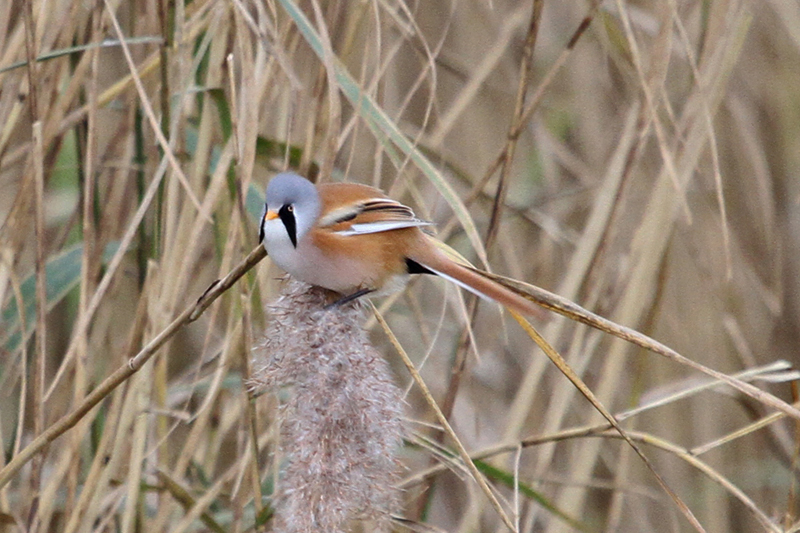 Bearded Tit by Tim Ransom