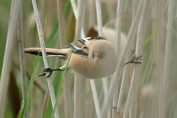 Bearded Tit by Mick Dryden