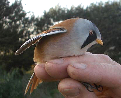 Bearded Tit by Tony Paintin