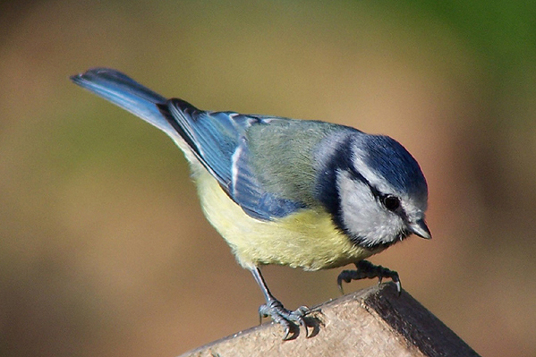 Blue Tit by Regis Perdriat