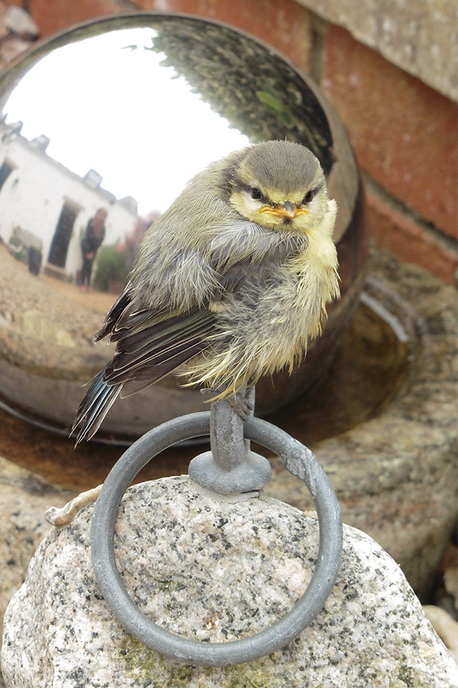 Blue Tit by Keith Pyman