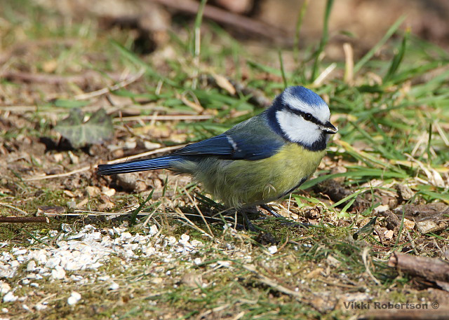 Blue Tit by Vikki Robertson