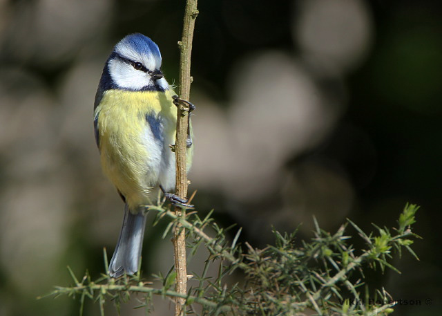 Blue Tit by Vikki Robertson