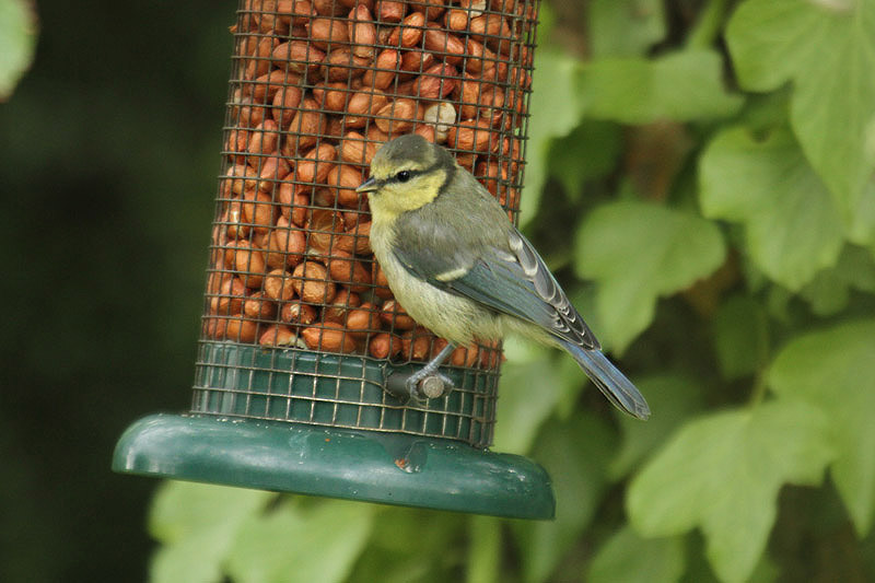 Blue Tit by Mick Dryden