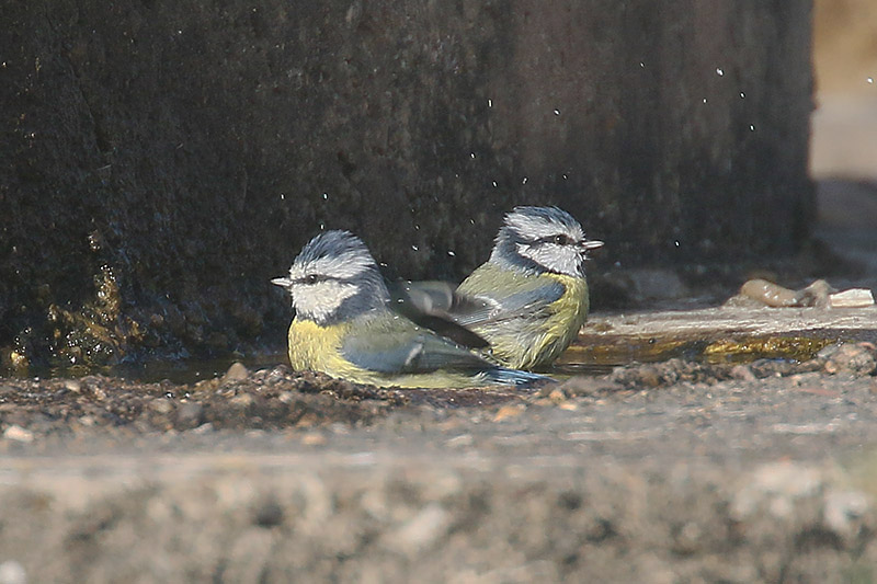 Blue Tits by Mick Dryden