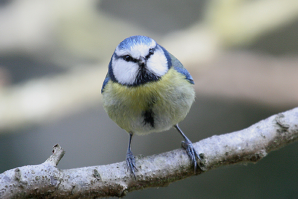 Blue Tit by Mick Dryden