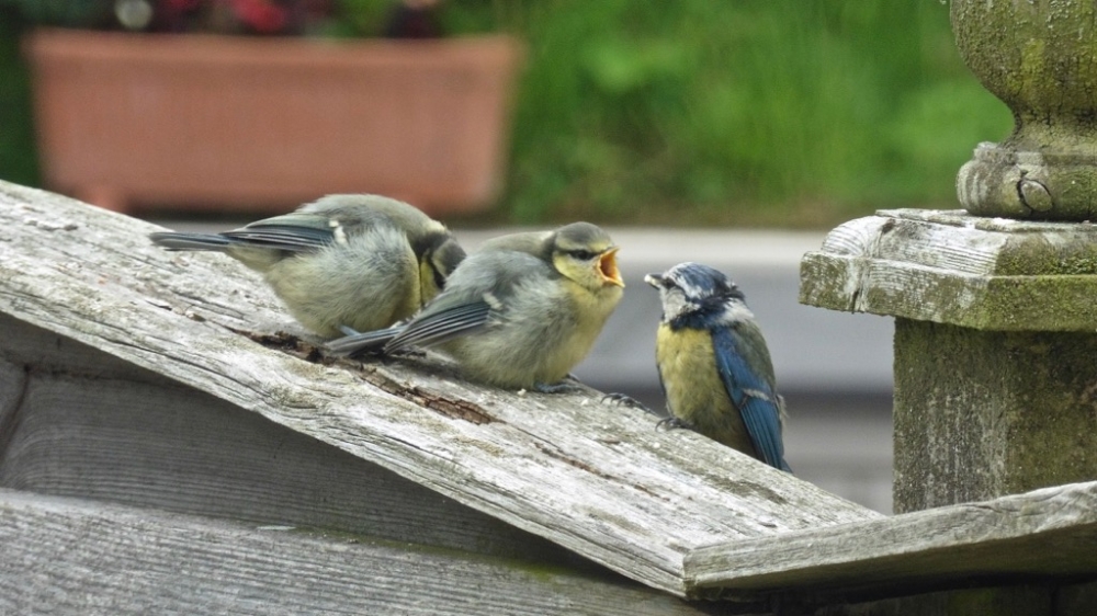 Blue Tits by Keith Pyman