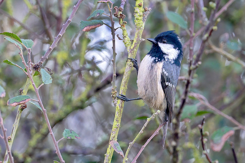 Coal Tit by Romano da Costa