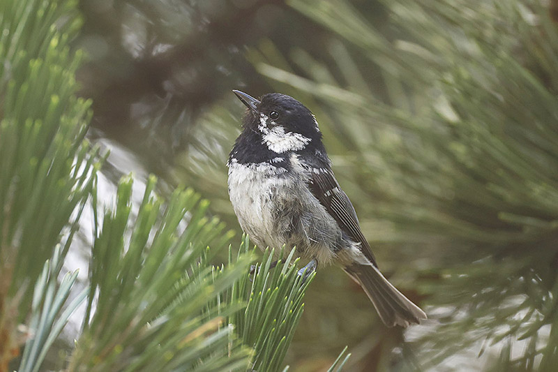 Coal Tit by Mick Dryden