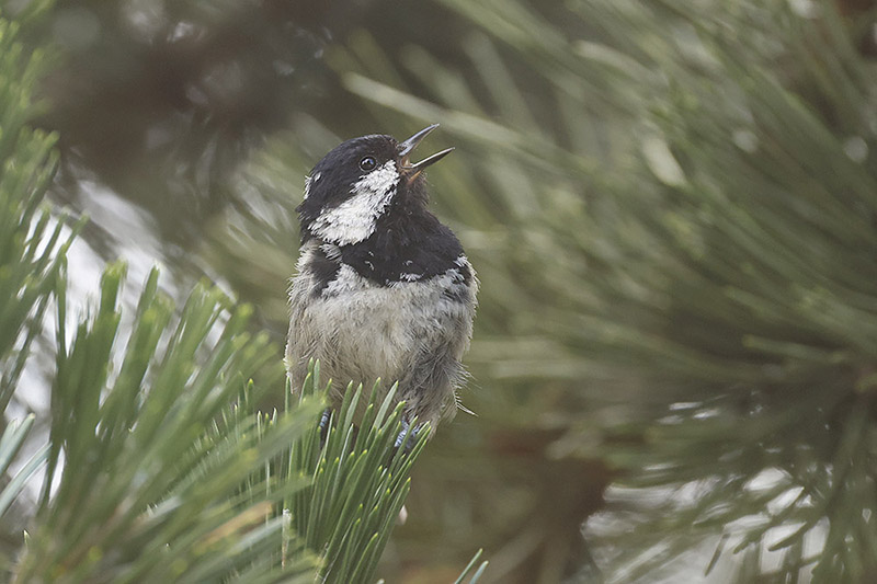 Coal Tit by Mick Dryden