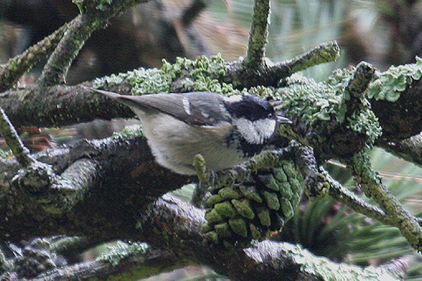 Coal Tit by Mick Dryden