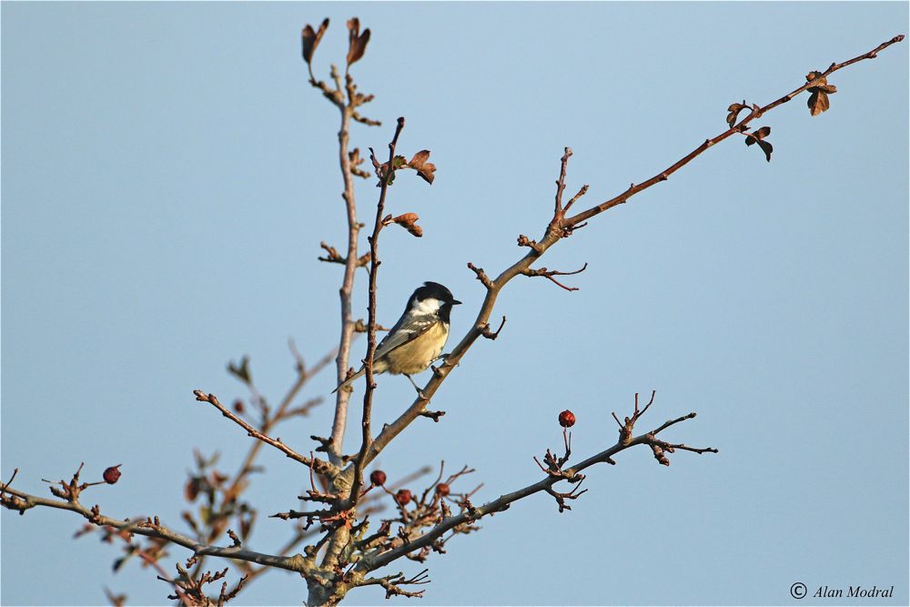 Coal Tit by Alan Modral