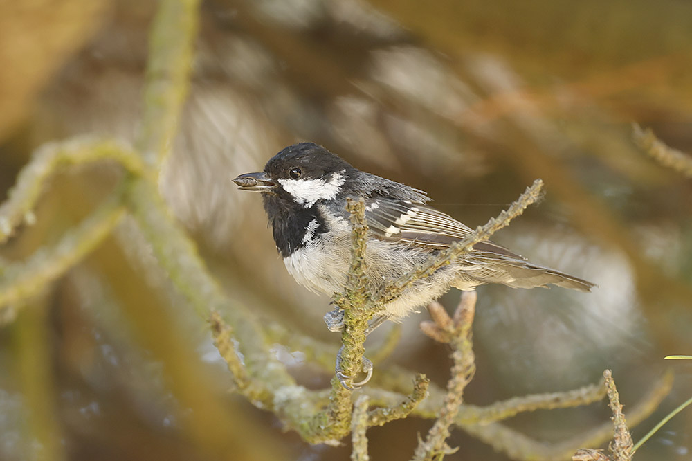 Coal Tit by Mick Dryden