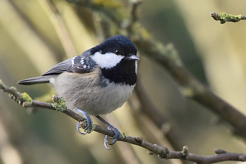 Coal Tit by Alan Gicquel