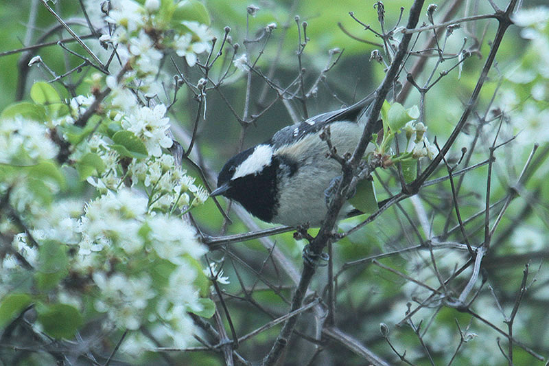 Coal Tit by Mick Dryden