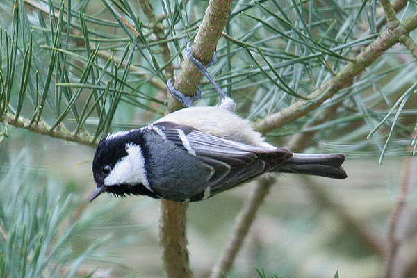 Coal Tit by Mick Dryden
