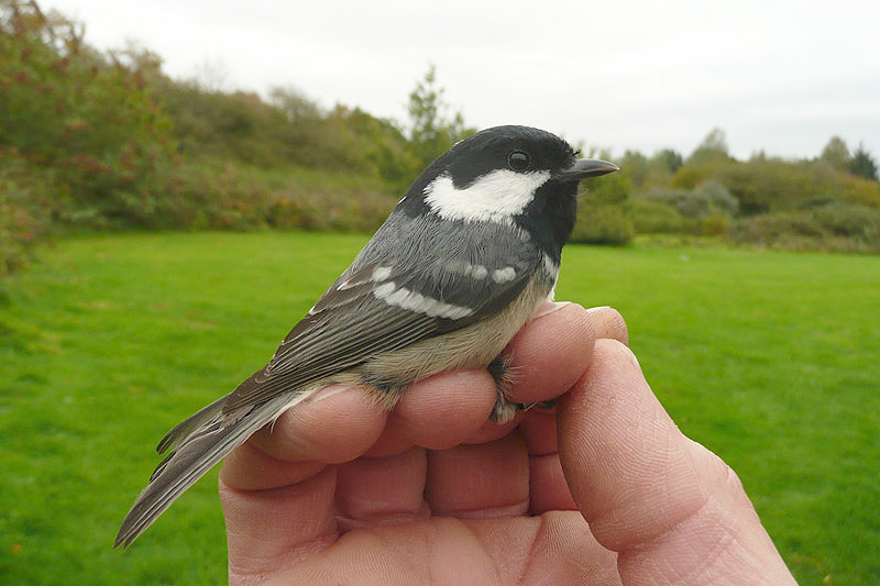 Coal Tit by David Buxton