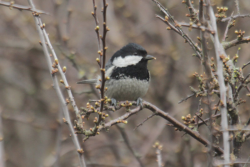 Coal Tit by Mick Dryden