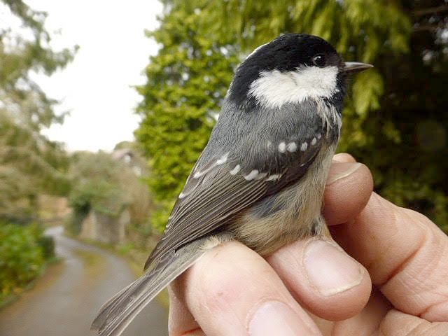 Coal Tit by David Buxton