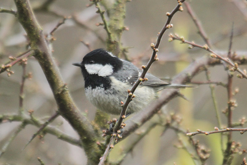 Coal Tit by Mick Dryden