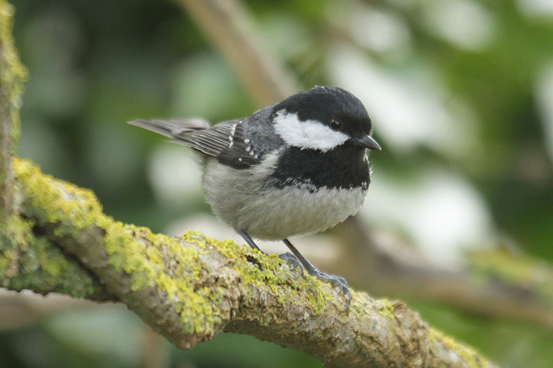 Coal Tit by Mick Dryden