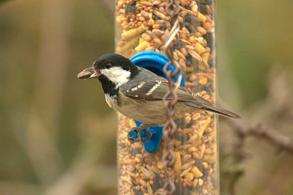 Coal Tit by Andrew Koester