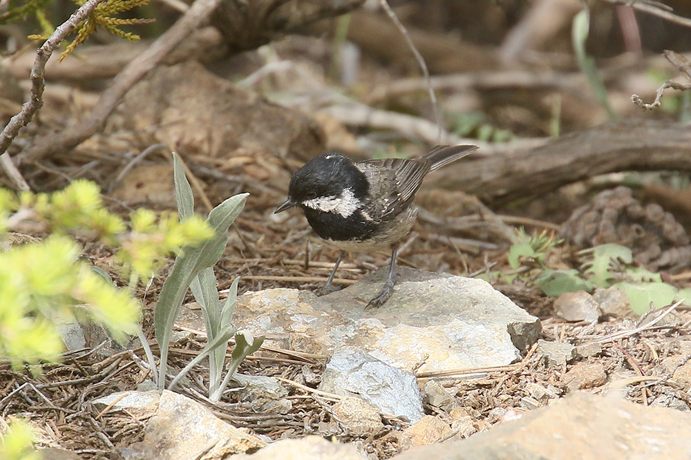 Coal Tit by Mick Dryden