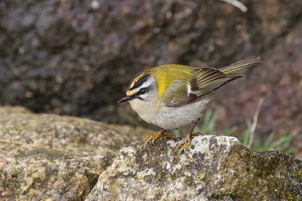 Firecrest by Mick Dryden