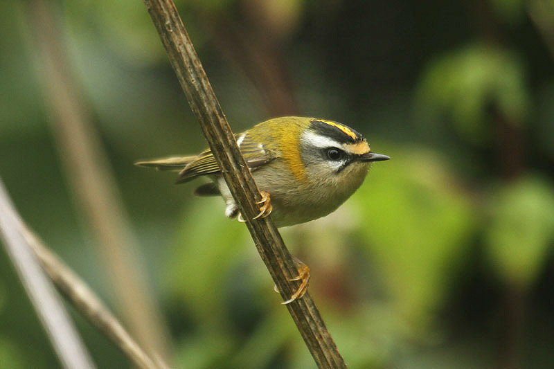 Firecrest by Mick Dryden