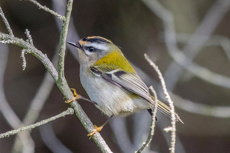 Firecrest by John Sleaford