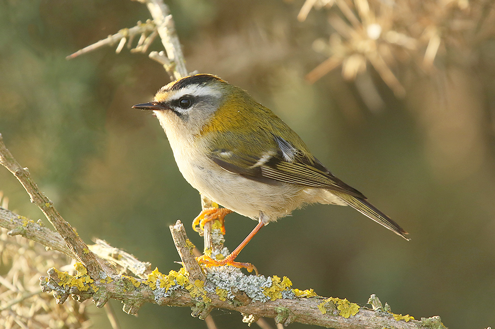 Firecrest by Mick Dryden