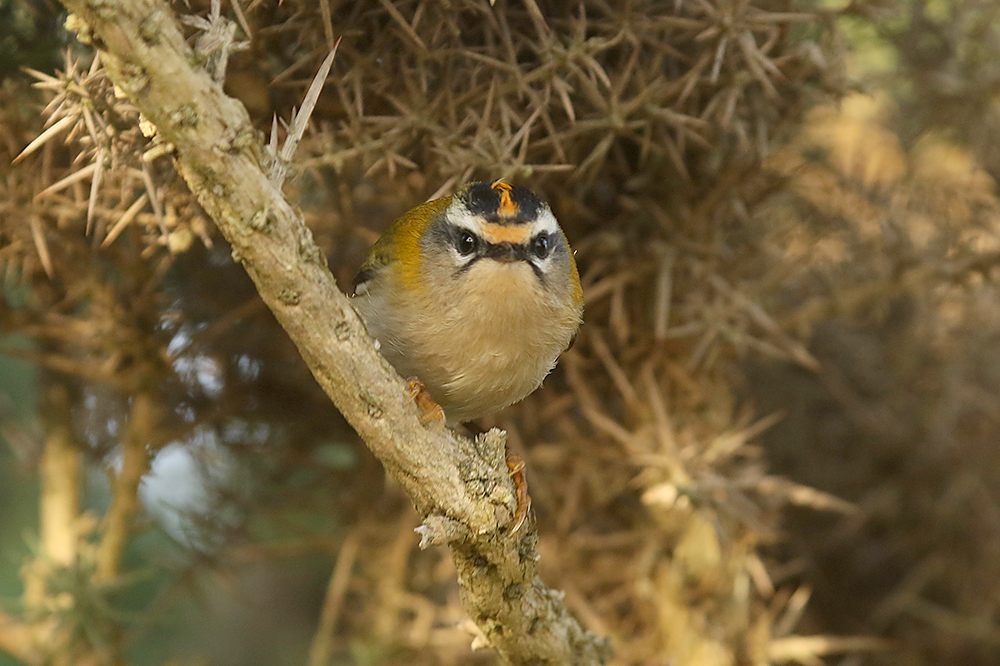 Firecrest by Mick Dryden