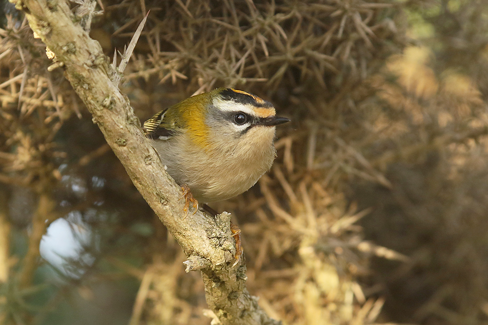 Firecrest by Mick Dryden