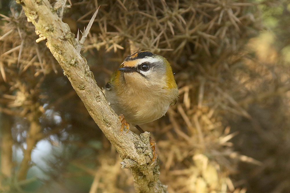 Firecrest by Mick Dryden