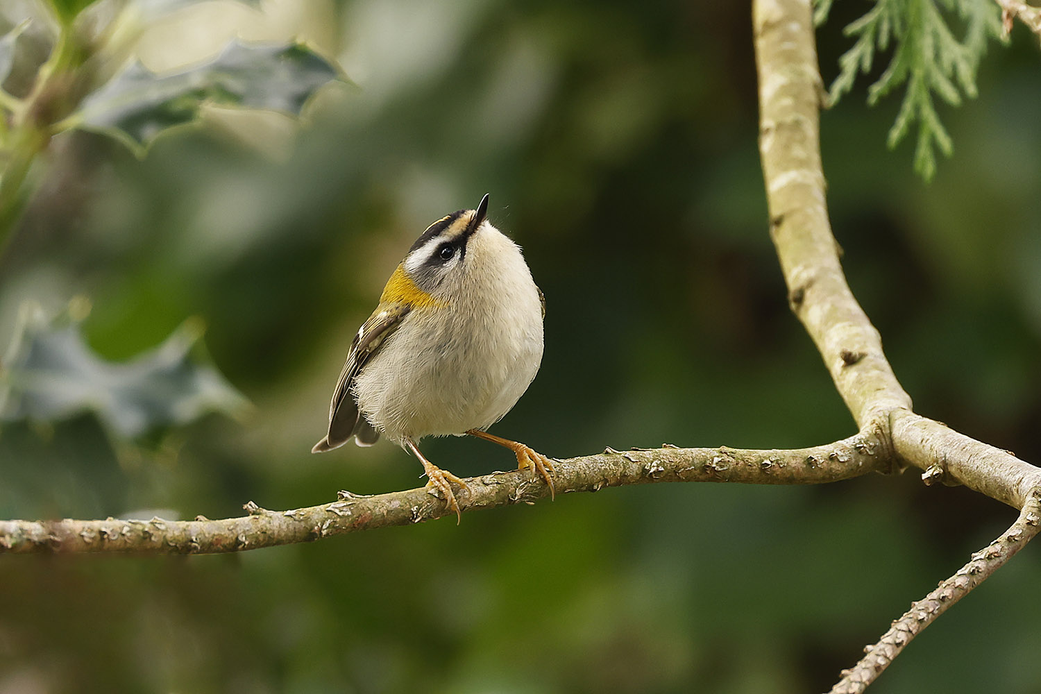 Firecrest by Mick Dryden