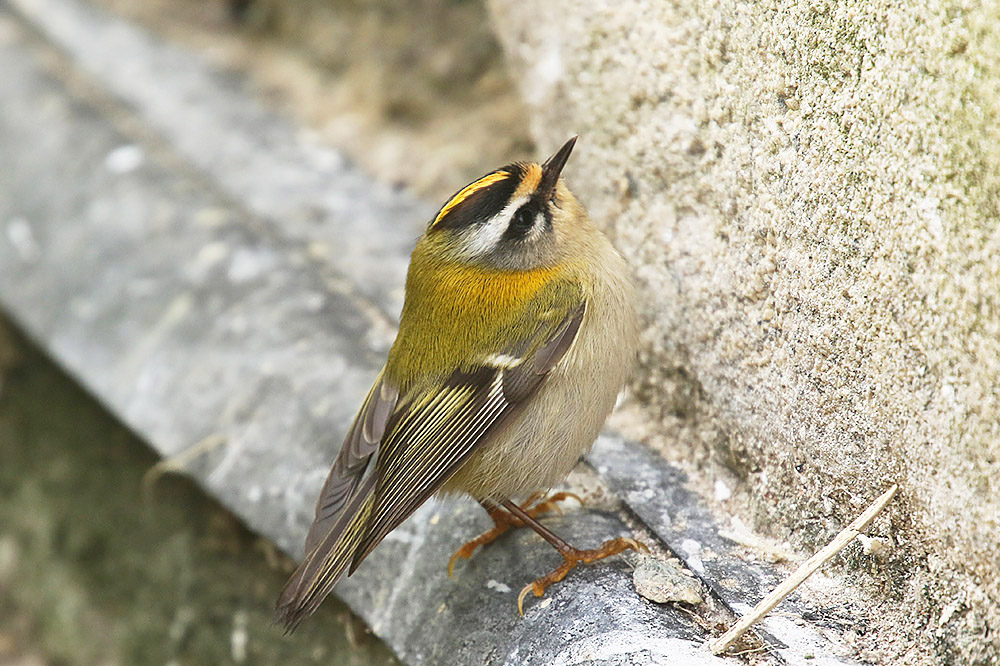 Firecrest by Mick Dryden