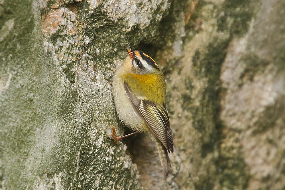 Firecrest by Mick Dryden