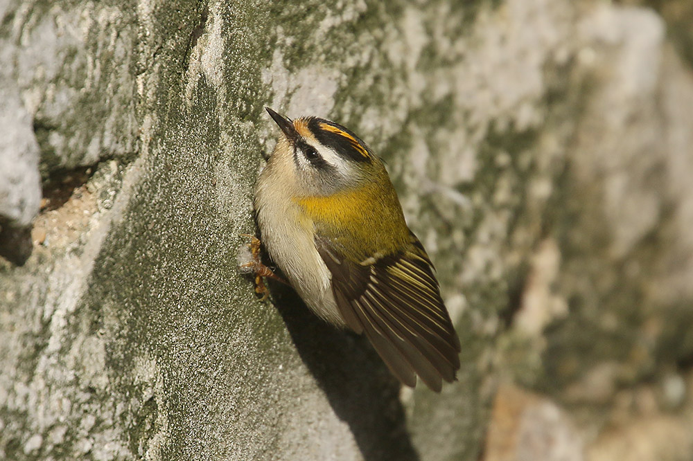 Firecrest by Mick Dryden