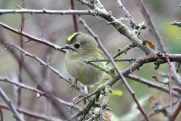 Goldcrest by Mick Dryden