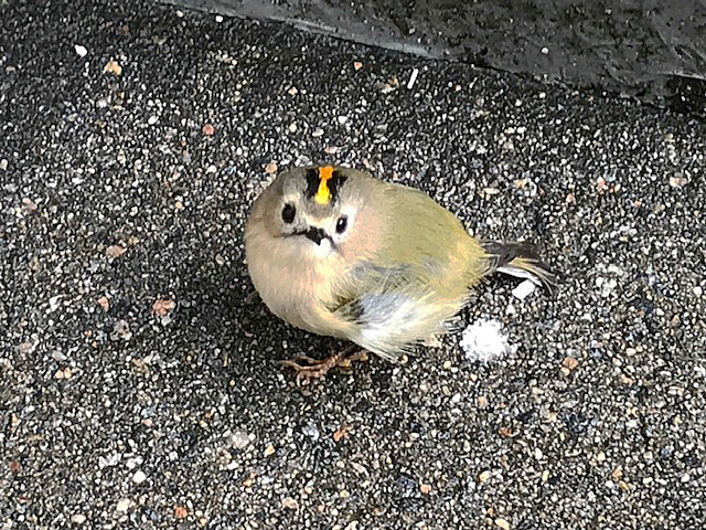 Goldcrest by Chris Bentley