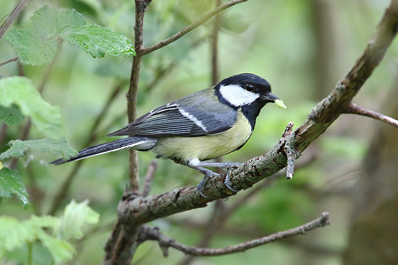 Great Tit by Mick Dryden