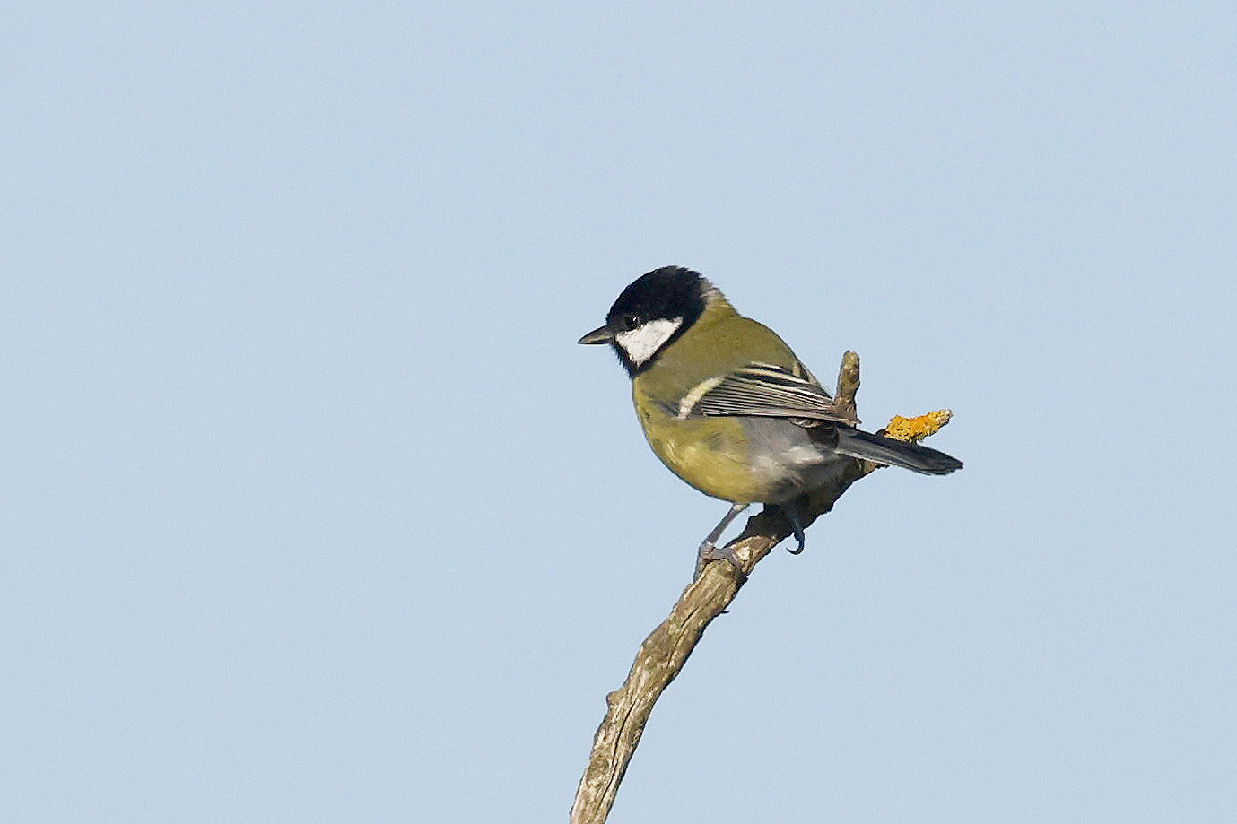 Great Tit by Mick Dryden